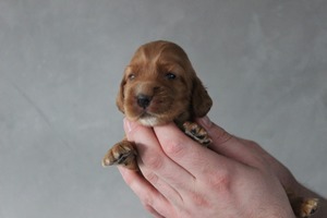 two weeks old