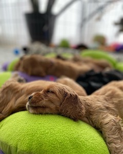 puppies - 5 weeks old