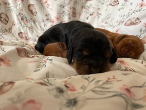black and tan male - one week old