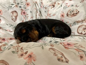 black and tan male - two weeks old