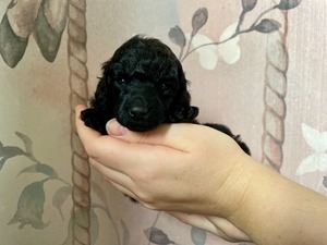 First Black Flower -3 weeks old