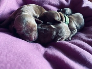 Litter K - two days old