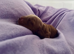 Female 2 - 3 days old