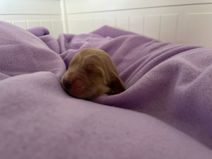 Female 3 - 3 days old