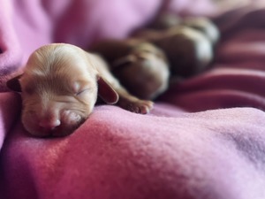 Litter K - one day old
