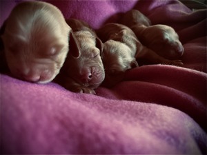 Litter K - one day old