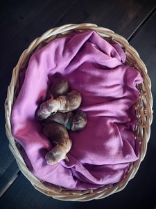 Litter K - one day old
