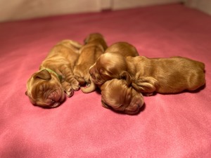 Litter K - one week old
