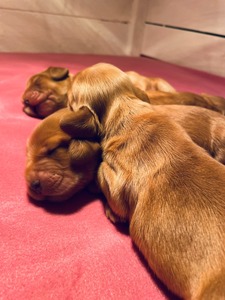 Litter K - one week old
