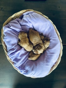 Litter K - 10 days old
