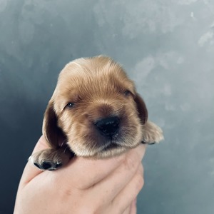 Male - two weeks old