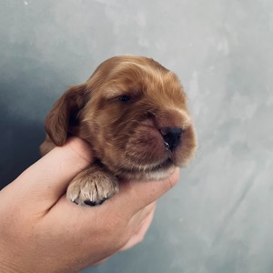 female 1 - two weeks old