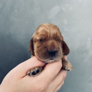 female 2 - two weeks old