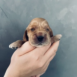 female 3 - two weeks old