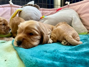 Litter K - 18 days old