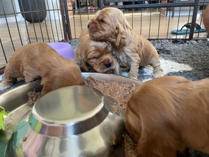 Litter K - first food