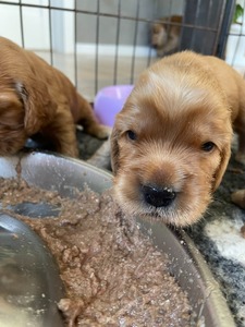 Litter K - first food