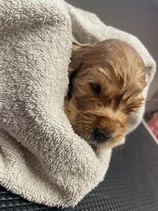 first bath - 4 weeks old