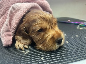 first bath - 4 weeks old