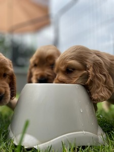Litter K - 6 weeks old
