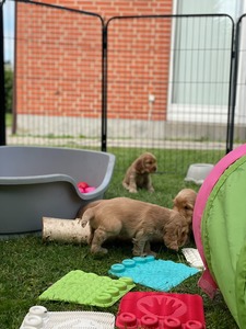 Litter K - 6 weeks old