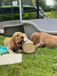 Litter K - 6 weeks old