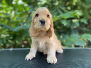 Caromon King's Bridge Whisky - 8 weeks old