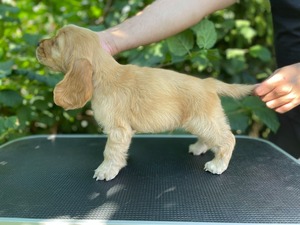 Caromon King's Bridge Whisky - 8 weeks old
