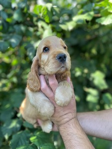 Caromon Kahlua Coffee Liqueur - 8 weeks old