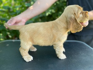 Caromon Kahlua Coffee Liqueur - 8 weeks old