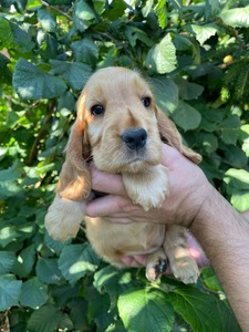 Caromon Kah Tequila - 8 weeks old