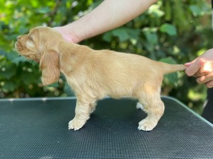 Caromon Kah Tequila - 8 weeks old