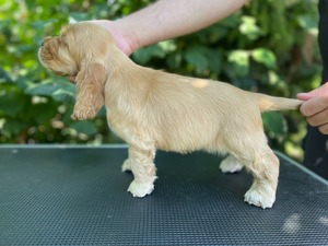 Caromon Kamiche Rum - 8 weeks old