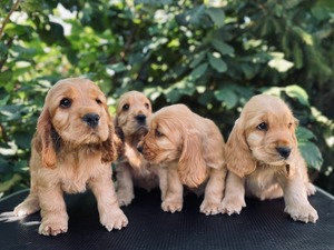 Litter K - 8 weeks old