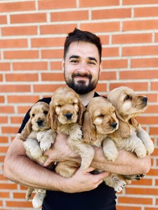 Litter K - 8 weeks old