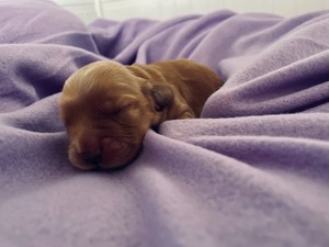 Male - 3 days old