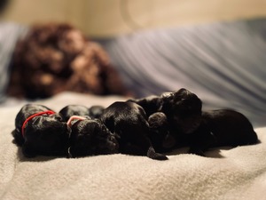 Litter R - first day