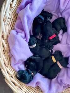 Litter R - one day old