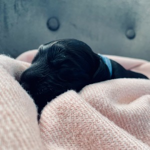 male - blue ribbon - one week old
