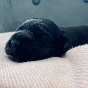 male - green ribbon - one week old