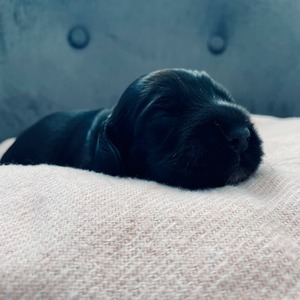 male - grey ribbon - one week old