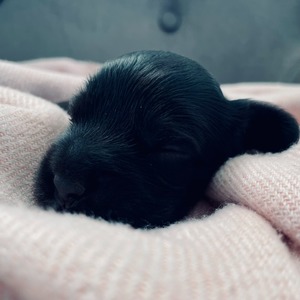 female - yellow ribbon - one week old