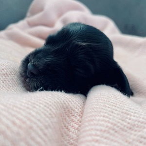 female - pink ribbon - one week old