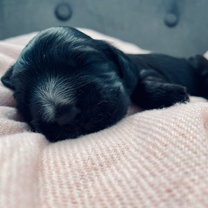 female - orange ribbon - one week old