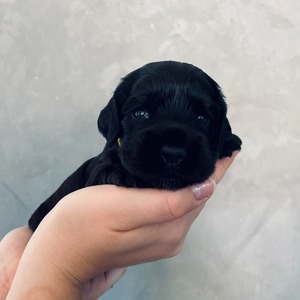 female - yellow ribbon - two weeks old