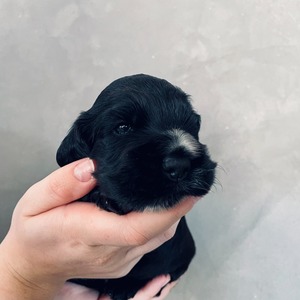 female - orange ribbon - two weeks old