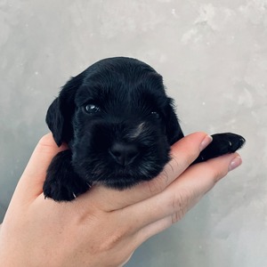 female - pink ribbon - two weeks old