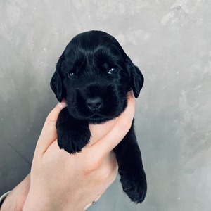 male - blue ribbon - two weeks old