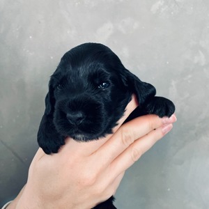 male - grey ribbon - two weeks old