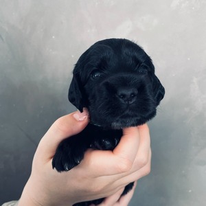 male - green ribbon - two weeks old